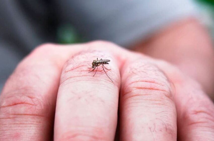  Dengue autóctono en Córdoba: Cuándo llegarán las primeras vacunas a las farmacias